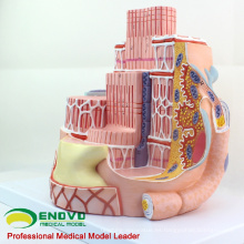 HEART19 (12494) Fibras Musculares Esqueléticas Modelo de Enseñanza de Ciencias Médicas Anatómicas